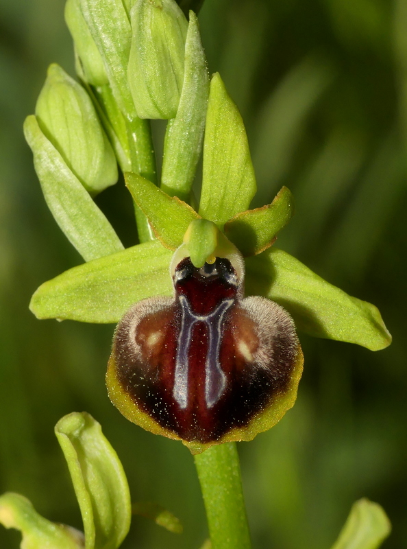 Ophrys tardive e altre orchidee in Epiro - Grecia settentrionale  22_30 maggio 2024.